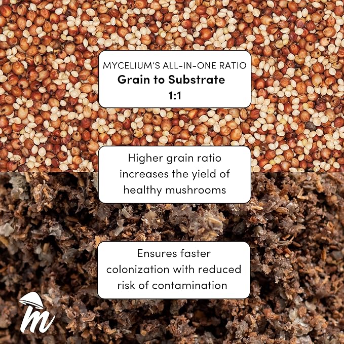 Mycelium Mushroom Growing Kit, King Oyster Gourmet I Alder & Soy Hull Substrate I High Yield Proprietary Mix I Sterile Grow Bag with 20ml Liquid Culture Syringe for Starter & Pro Home Growers, 8lbs